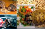 Чем кормить домашних черепах
