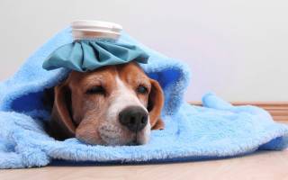 Как вылечить собаку от простуды