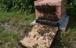 Противороевые приемы в пчеловодстве