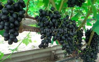Аттика виноград описание