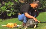 Как дрессировать черепаху красноухую