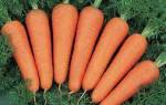 Морковь Канада отзывы