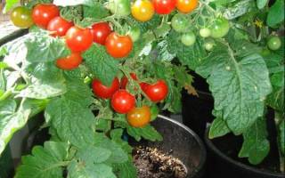Комнатные помидоры выращивание