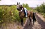 Продажа лошадей в Ростовской области