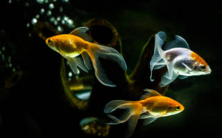 С кем живут золотые рыбки в аквариуме