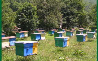 Выгодно ли пчеловодство