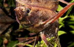Рыба бабочка аквариумная