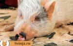 Почему свинья не ест