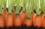 На каком расстоянии сажать морковь