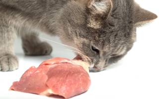 Можно ли коту сырое мясо