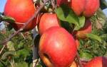 Яблоня рубин описание сорта