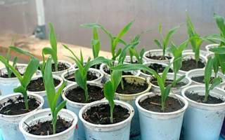 Какую посадить кукурузу