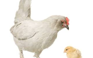 Как вырастить цыпленка