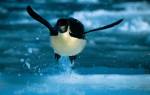 Летает ли пингвин