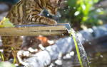 Почему котенок не пьет воду