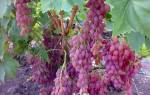 Лучистый виноград описание