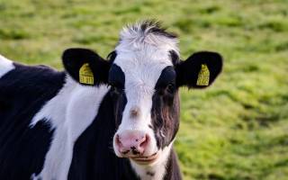 Что такое стельность коровы