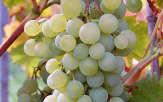 Краса севера виноград описание