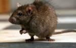 Сколько живет домашняя крыса