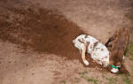 Собака роет ямы как отучить
