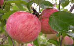 Коричневое полосатое яблоня
